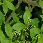 Euonymus alatus