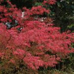 Euonymus alatus