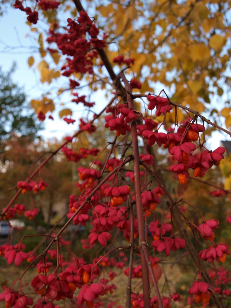 Euonymus europaeus