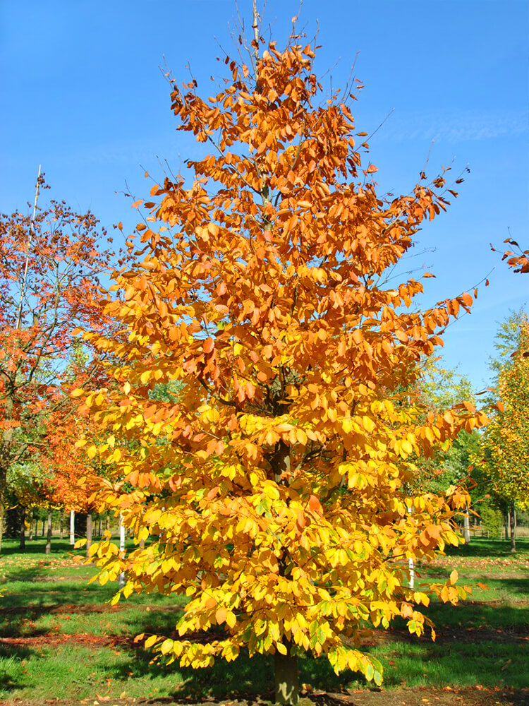 Fagus orientalis