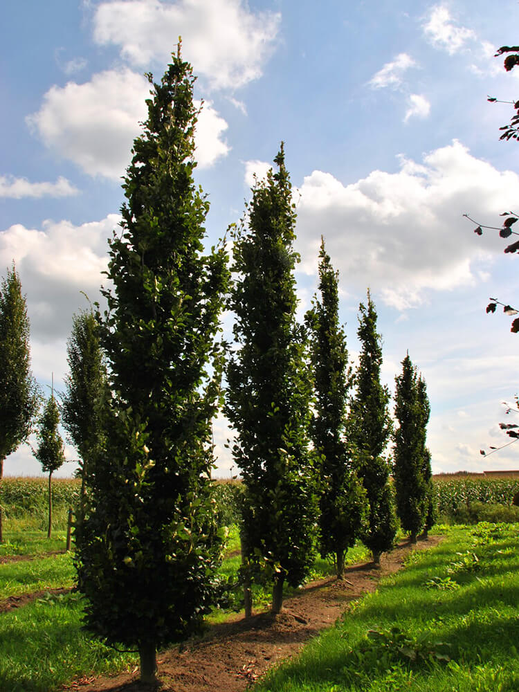 Fagus sylvatica ‘Anniek’