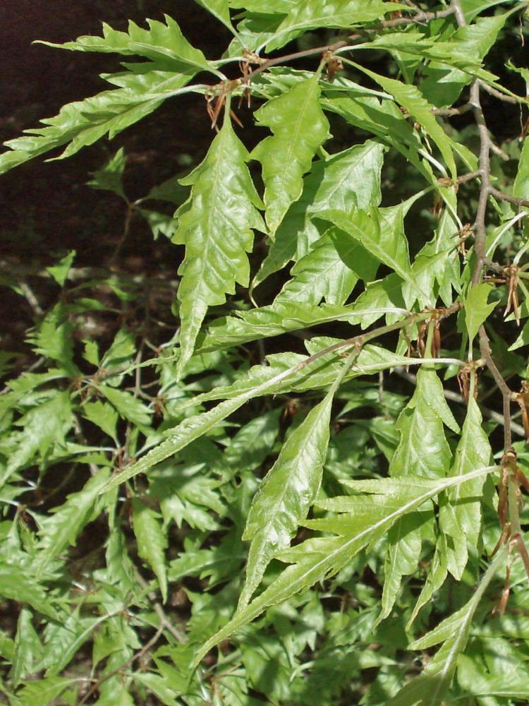 Fagus sylvatica ‘Asplenifola’