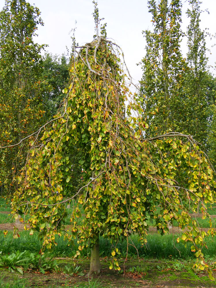 Fagus sylvatica ‘Aurea Pendula’