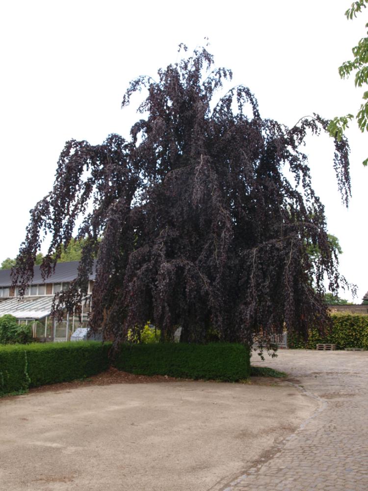 Fagus sylvatica ‘Black Swan’