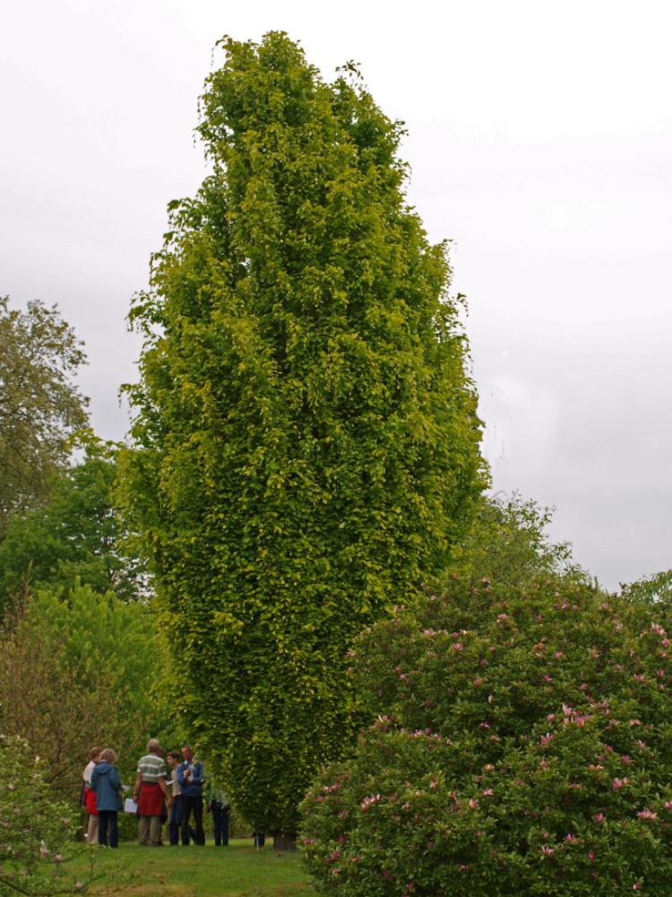 Fagus sylvatica 'Dawyck Gold'