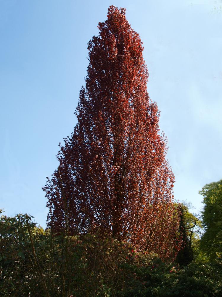 Fagus sylvatica 'Dawyck Purple'