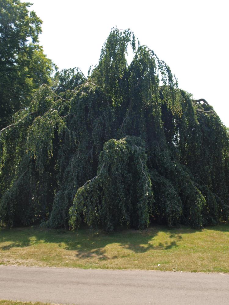 Fagus sylvatica ‘Pendula’