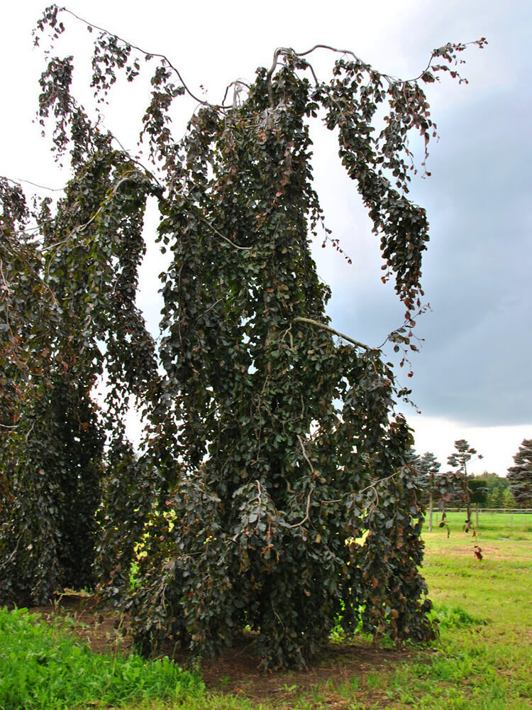 Fagus sylvatica 'Purple Fountain'