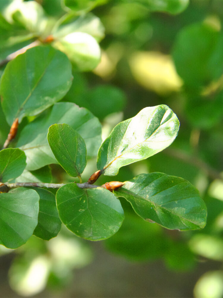 Fagus sylvatica ‘Rotundifolia’