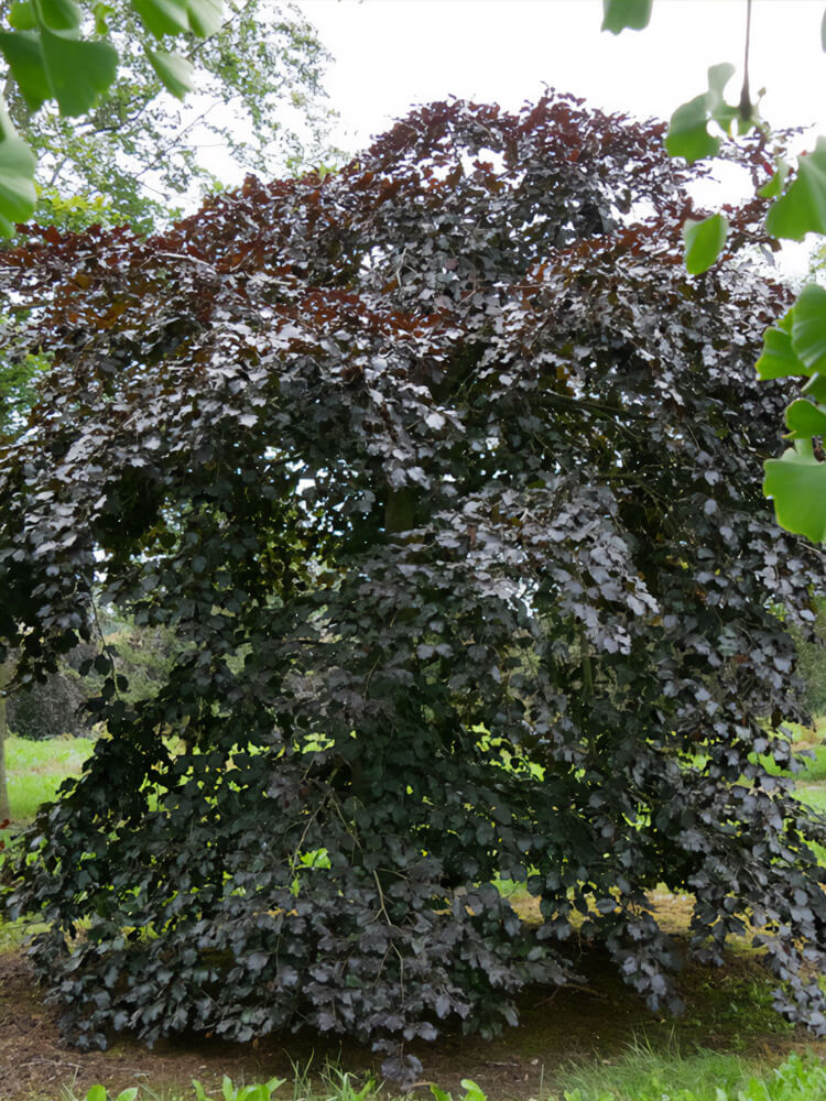 Fagus sylvatica ‘Tortuosa Purpurea’