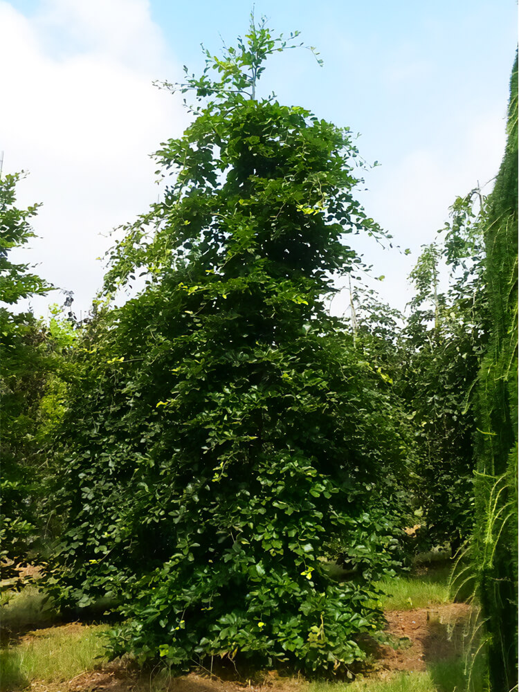 Fagus sylvatica 'Verzy'