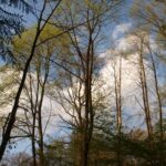 Fagus sylvatica