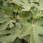 Ficus carica