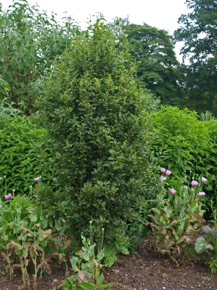 Frangula alnus ‘Columnaris’