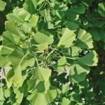 Ginkgo biloba