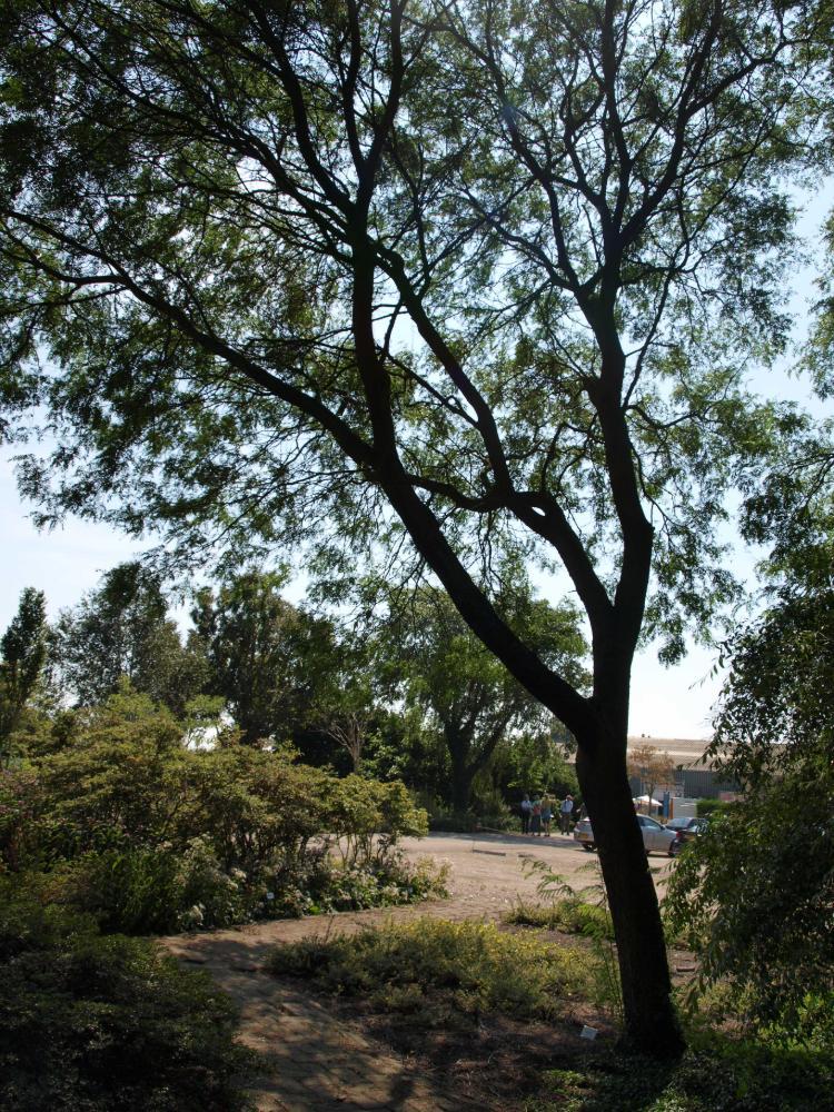 Gleditsia triacanthos ‘Shademaster’