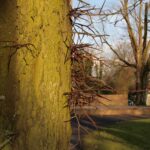 Gleditsia triacanthos