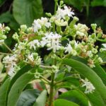 Heptacodium miconioides