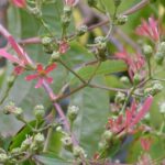 Heptacodium miconioides