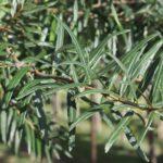 Hippophae salicifolia ‘Robert’