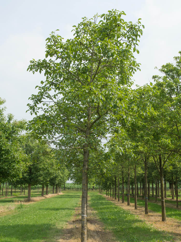 Juglans regia 'Coenen'