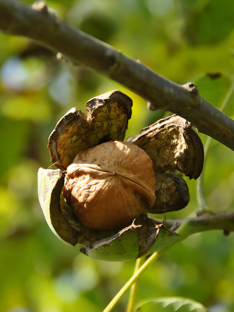 Juglans regia