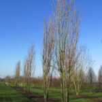 Koelreuteria paniculata 'Fastigiata'