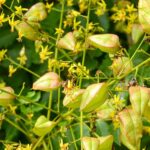 Koelreuteria paniculata