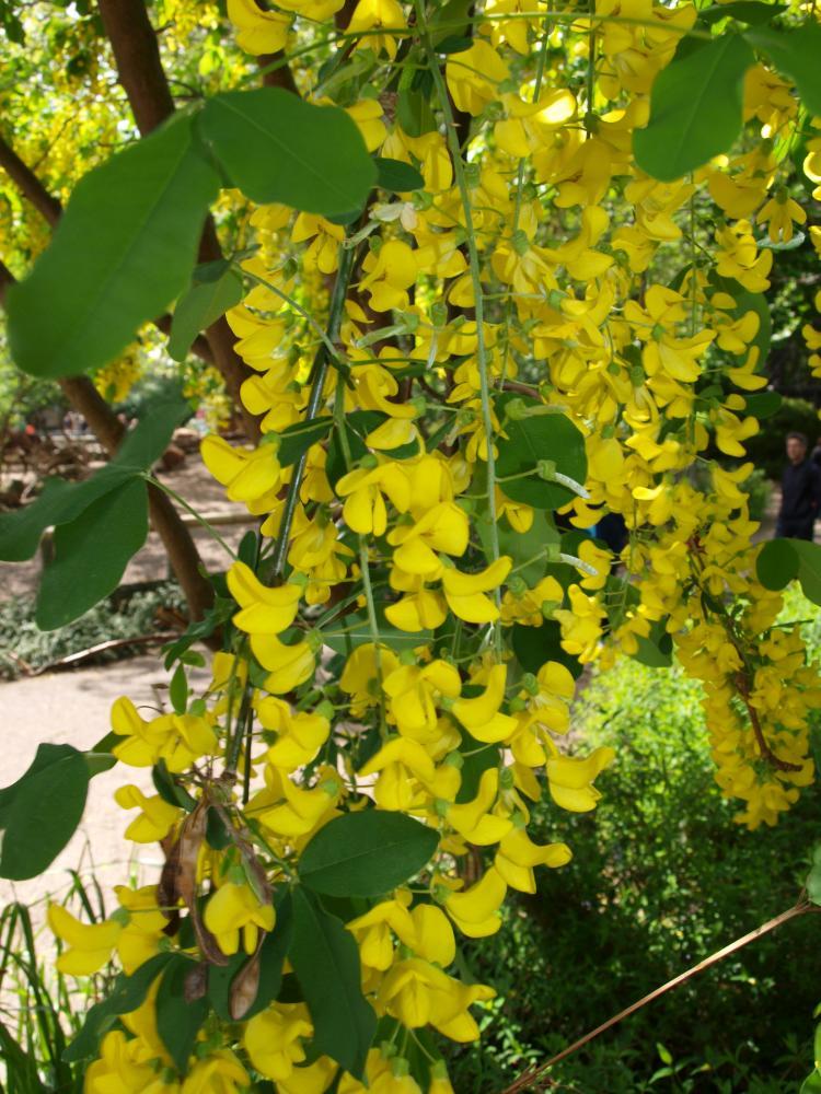 Laburnum anagyroides