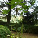 Laburnum watereri ‘Vossii’