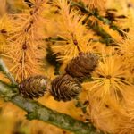 Larix kaempferi