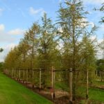 Larix kaempferi