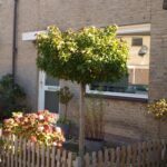 Liquidambar styraciflua ‘Gum Ball’