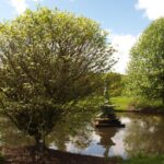 Liquidambar styraciflua ‘Gum Ball’