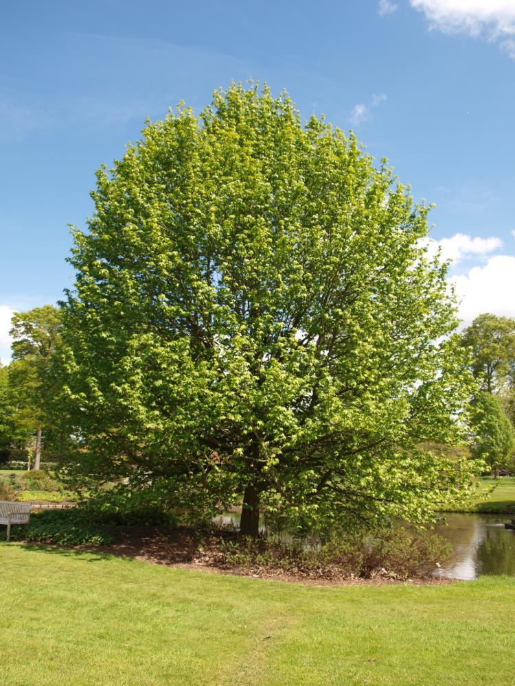 Liquidambar styraciflua ‘Lane Roberts’