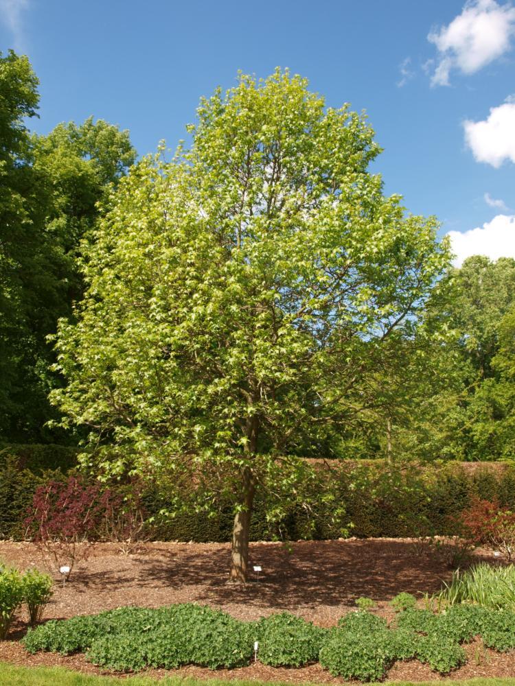 Liquidambar styraciflua ‘Palo Alto’