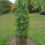 Liquidambar styraciflua ‘Slender Silhouette’