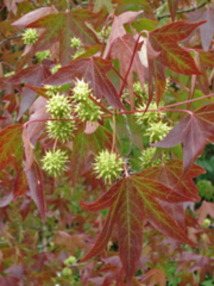 Liquidambar styraciflua 'Worplesdon'