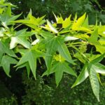 Liquidambar styraciflua