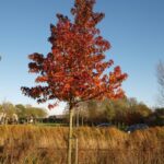 Liquidambar styraciflua