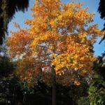 Liriodendron tulipifera