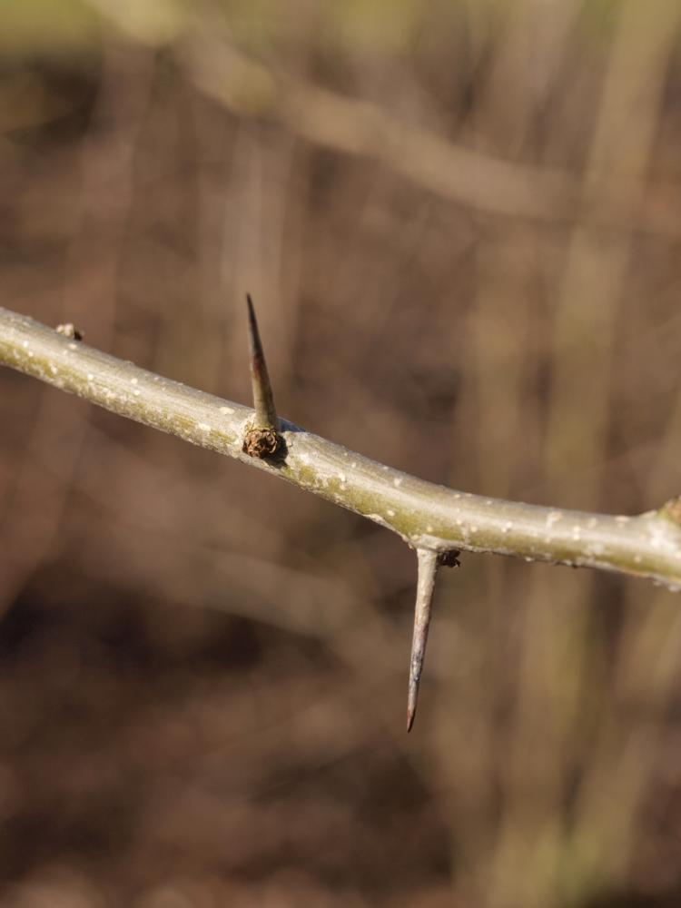 Maclura pomifera