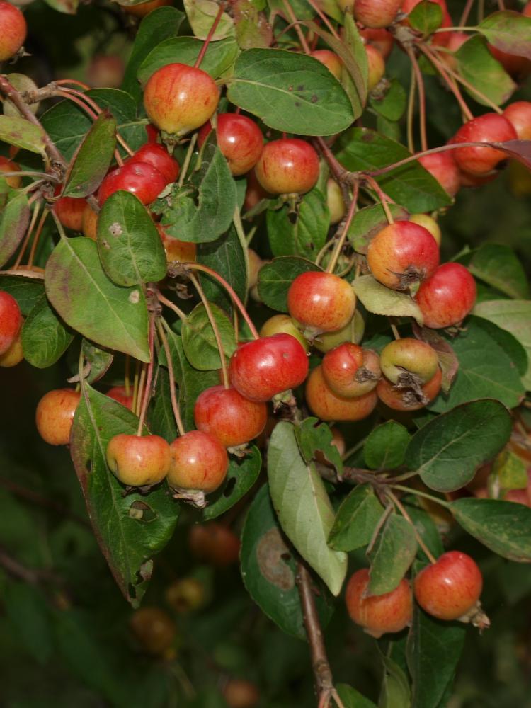 Malus ‘Evereste’ PERPETU