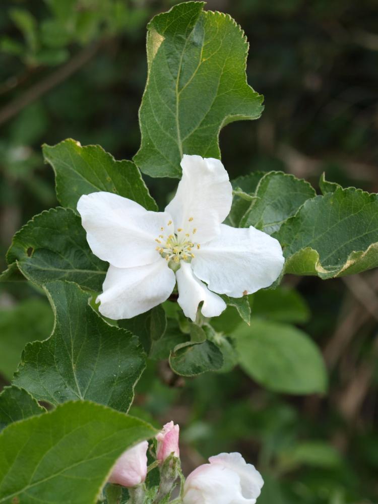 Malus domestica