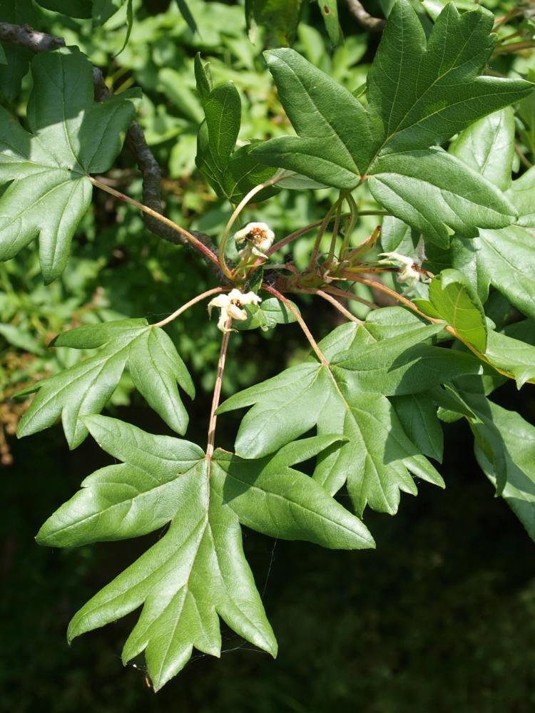 Malus trilobata