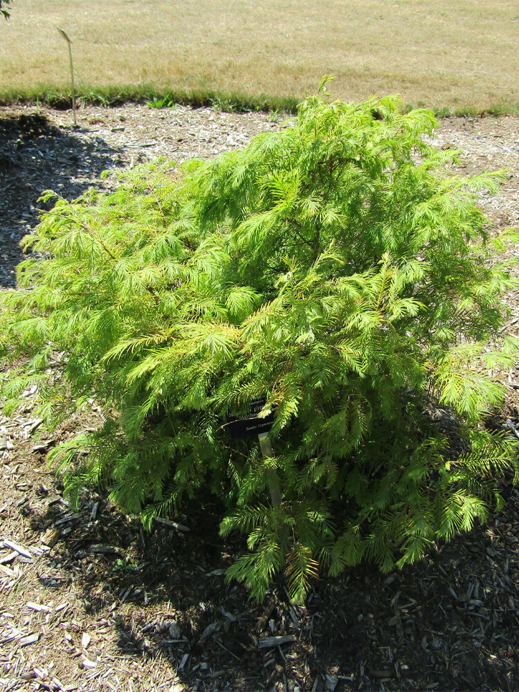 Metasequoia glyptostroboides ‘Matthaei'