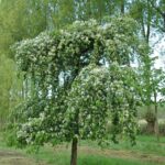 Malus 'Red Jade'