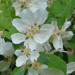 Malus 'Red Jade'