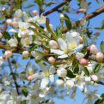 Malus toringo ‘Brouwers Beauty’