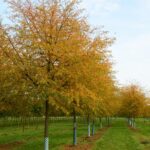 Malus toringo ‘Brouwers Beauty’